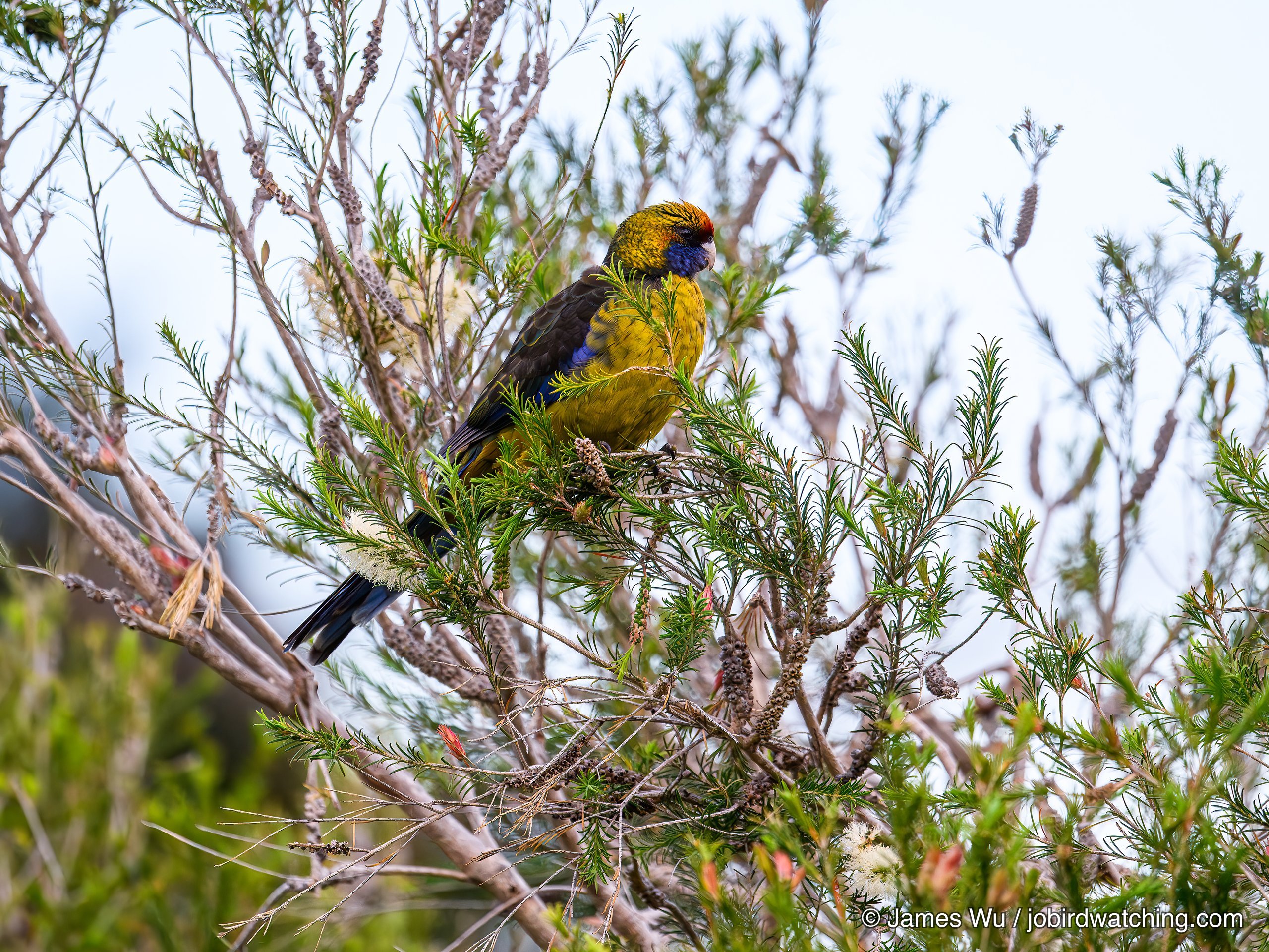 Green Rosella