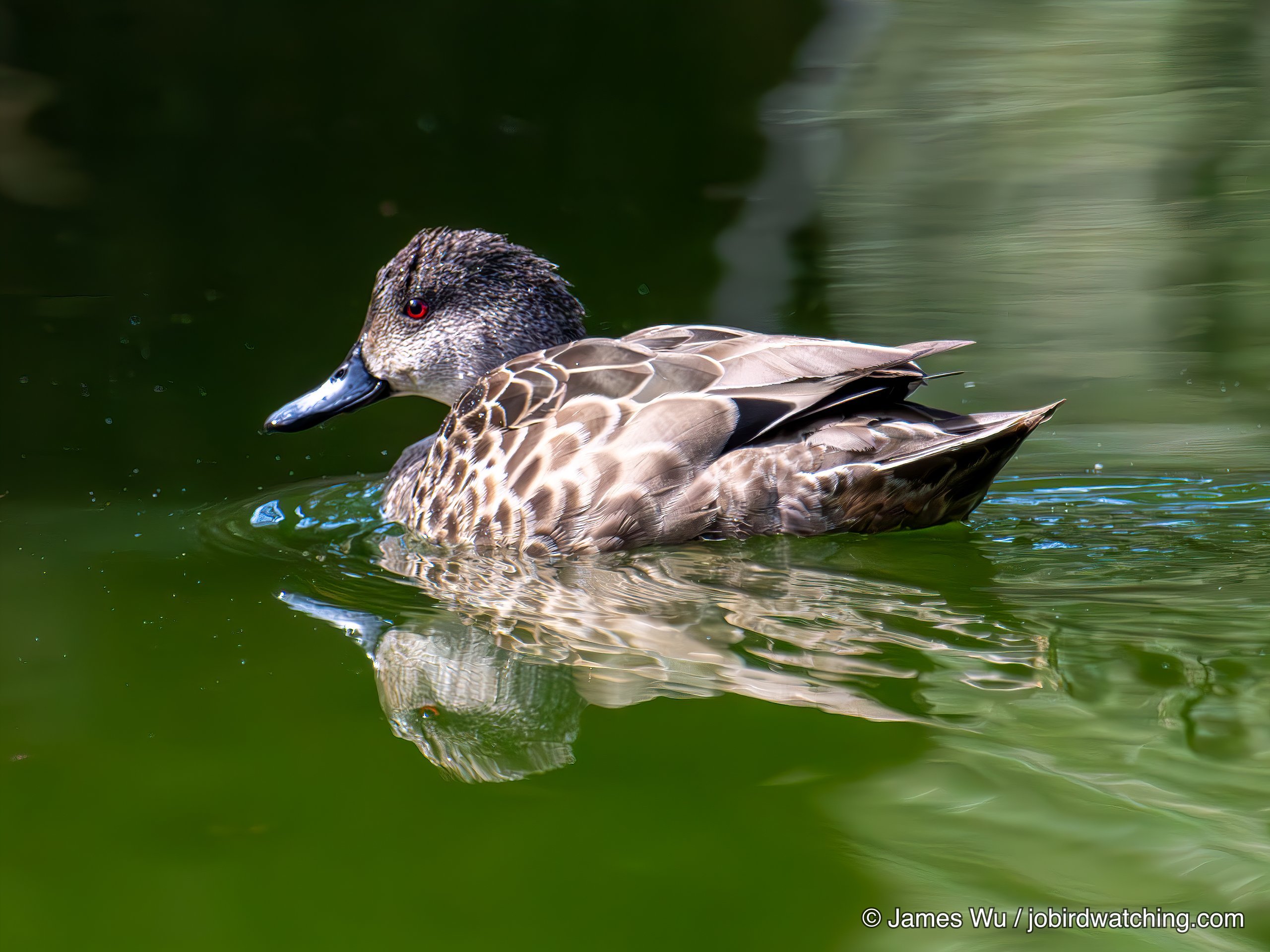 Grey Teal