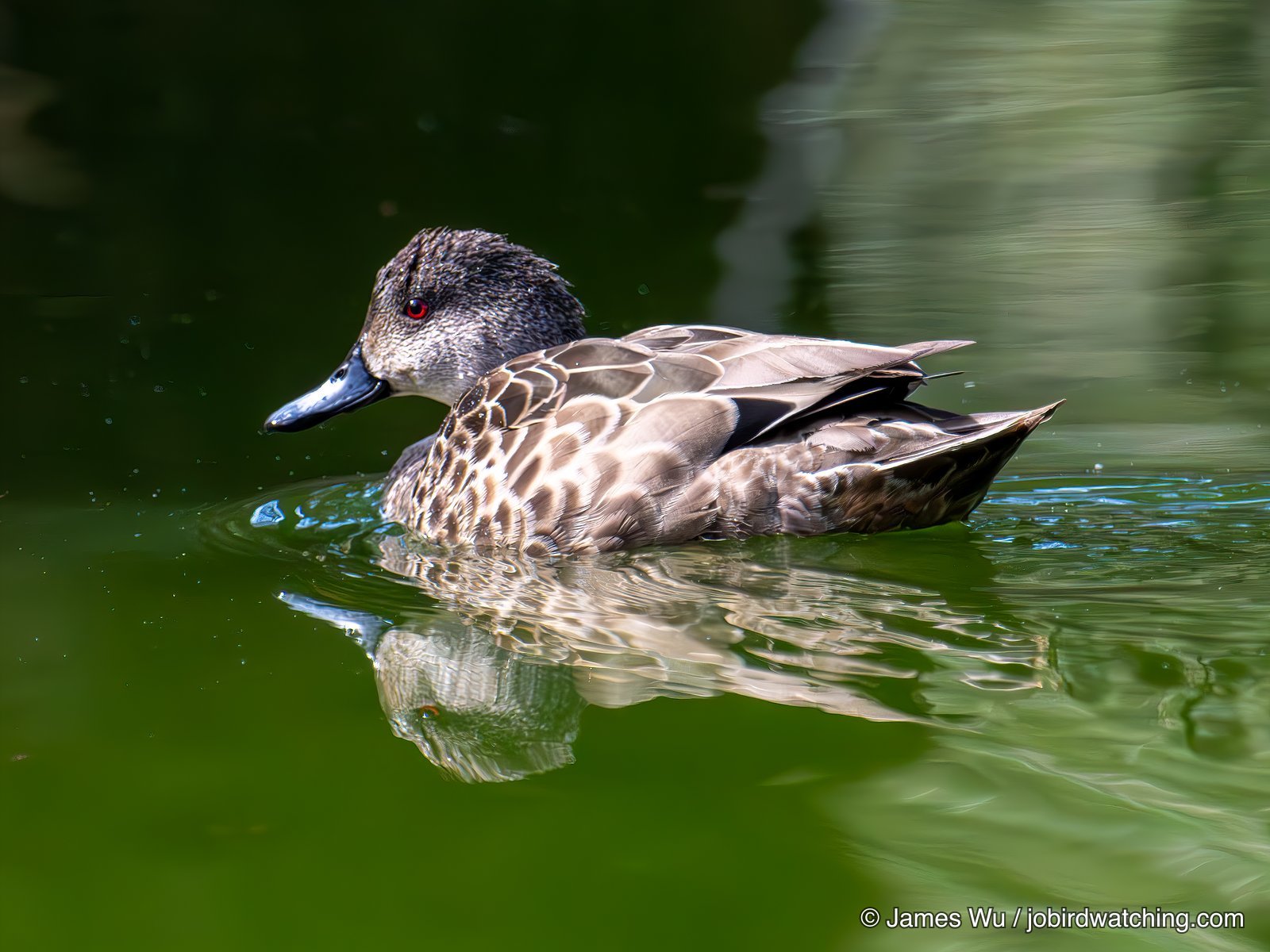 Grey Teal