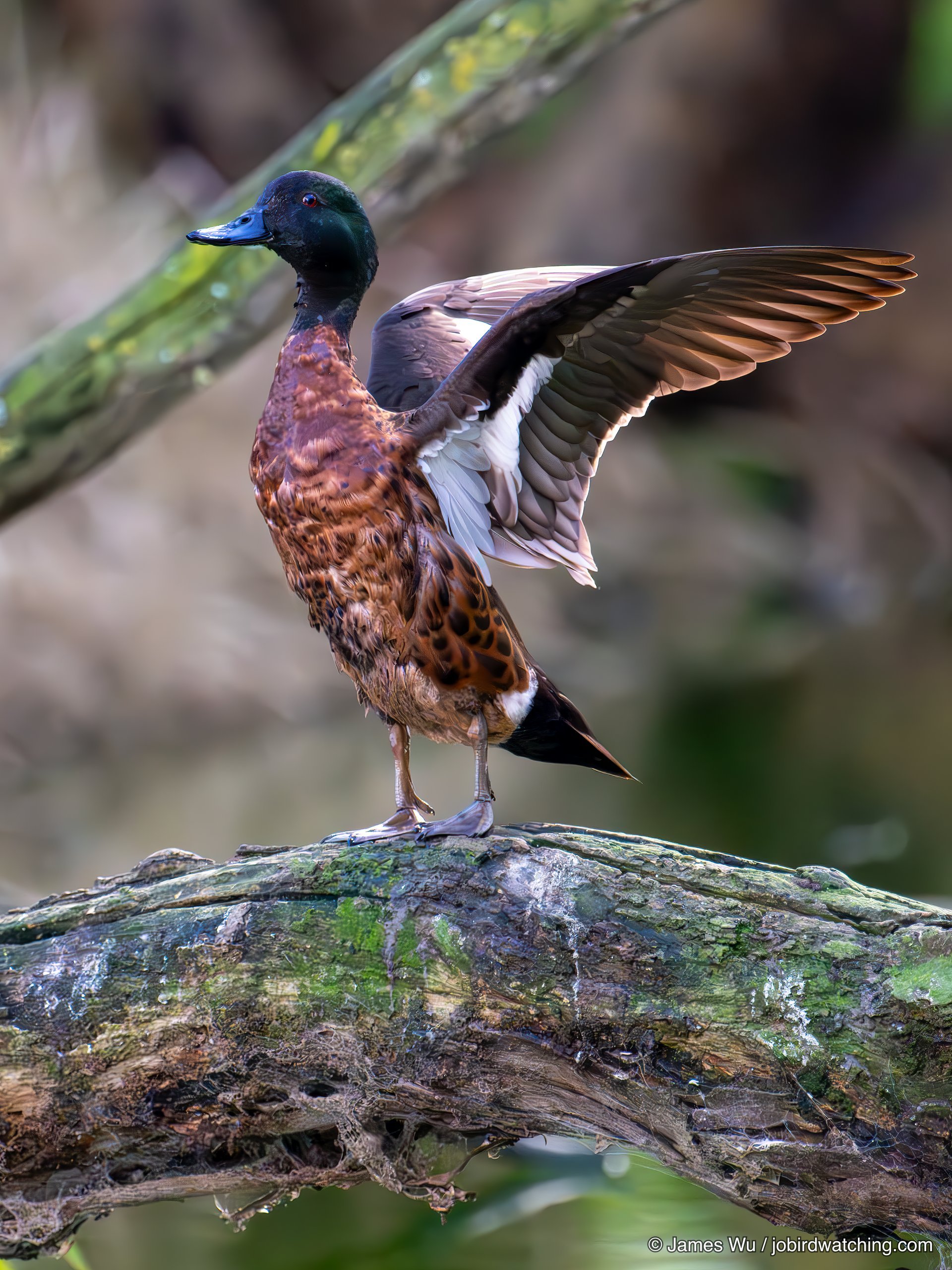 Chestnut Teal