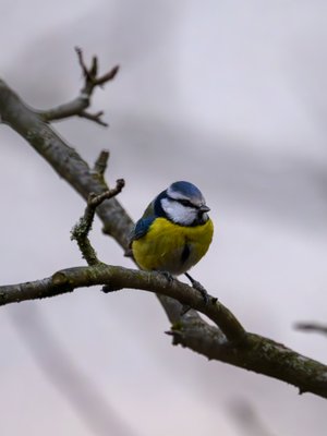 青山雀