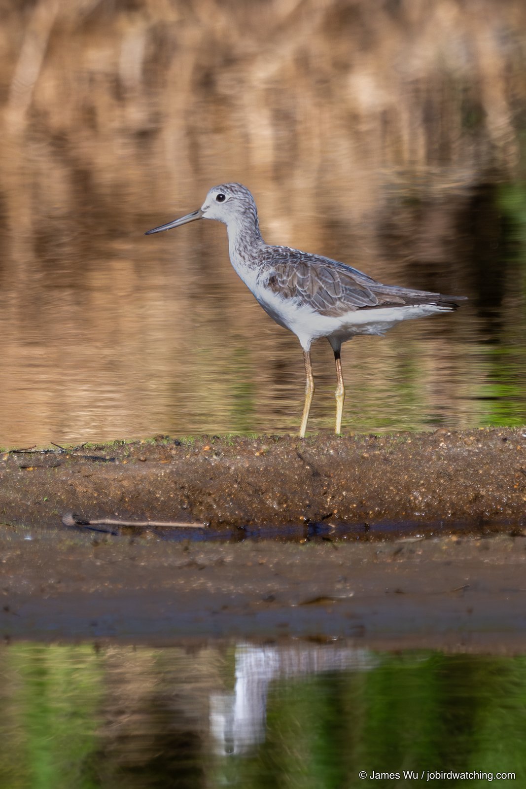 Common Greenshank