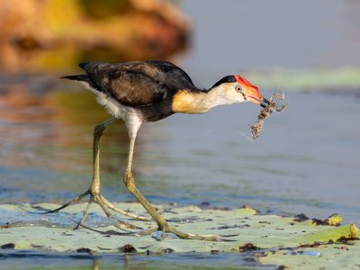 冠水雉