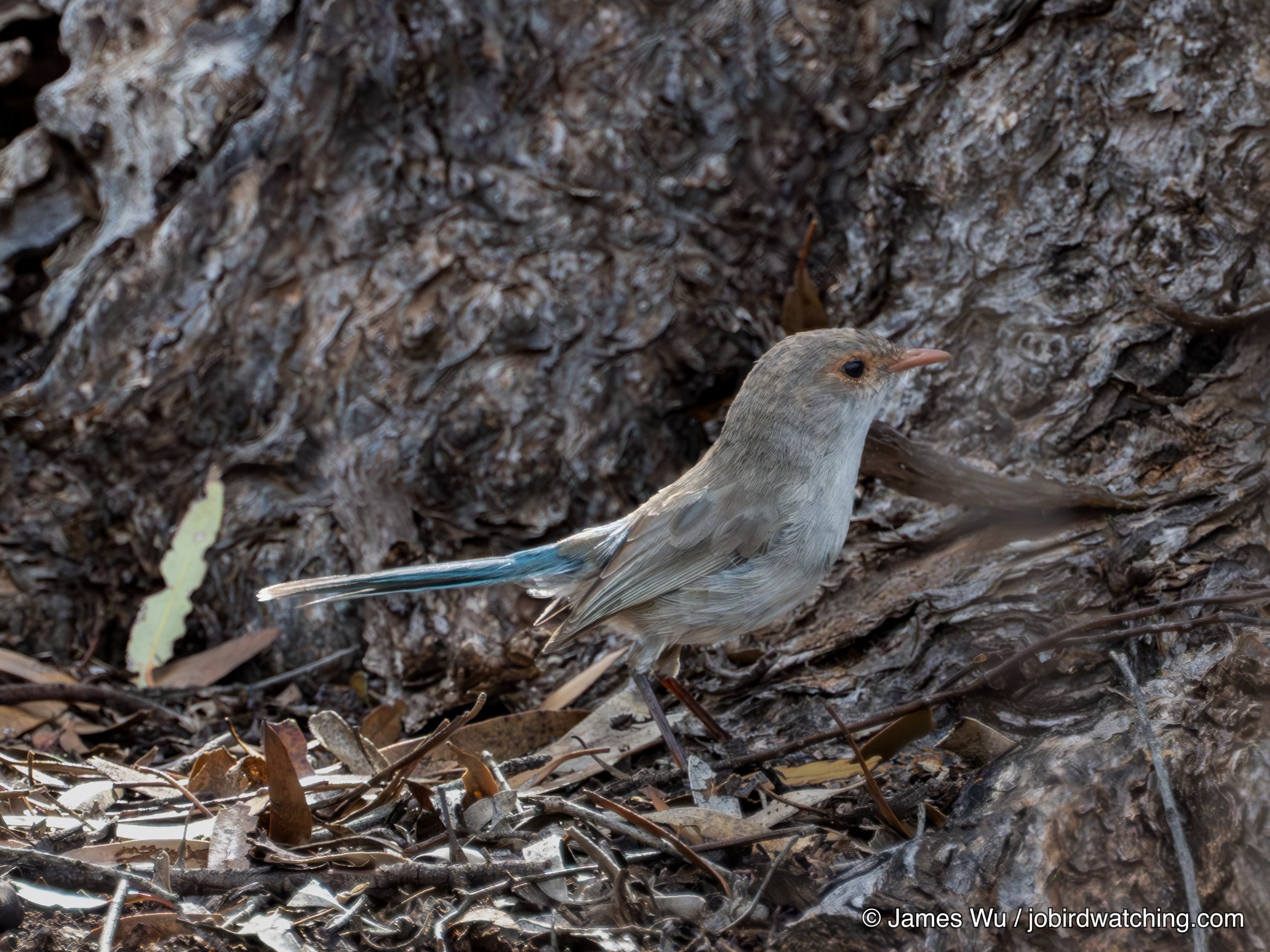 Splendid Fairywren