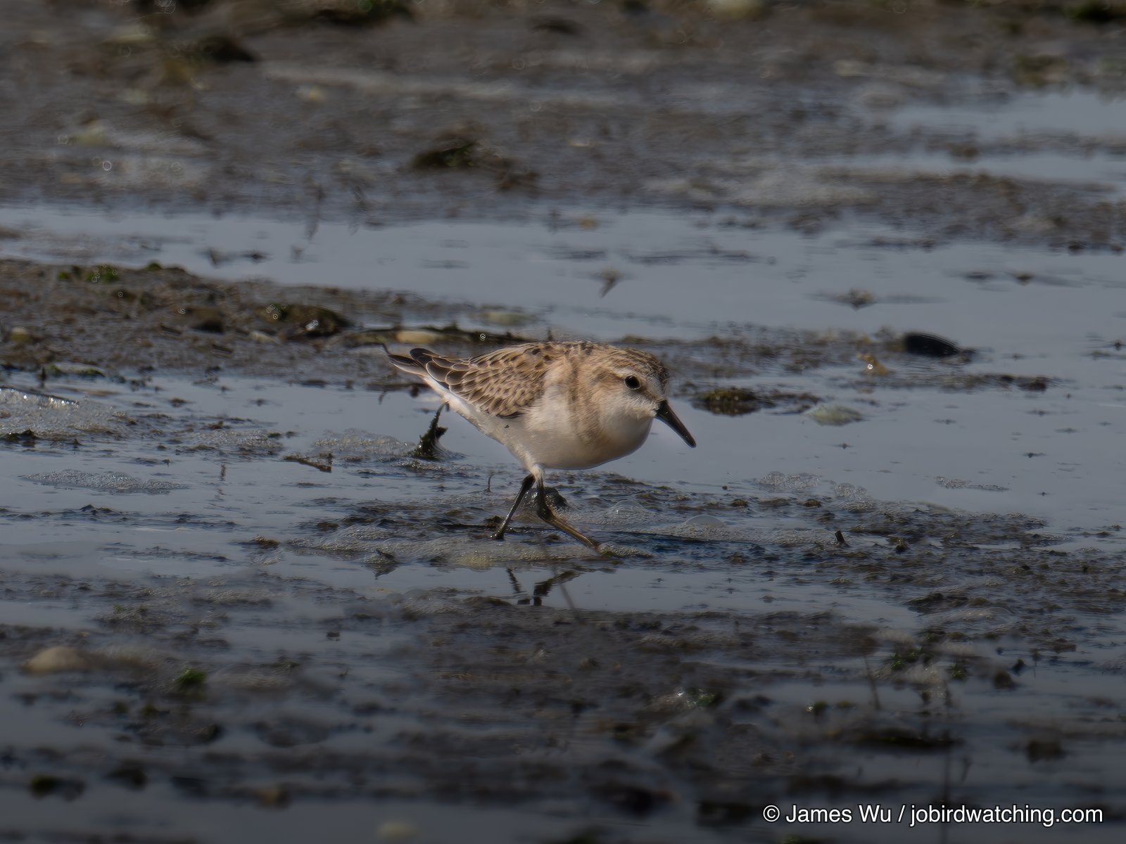 Red-necked Stint