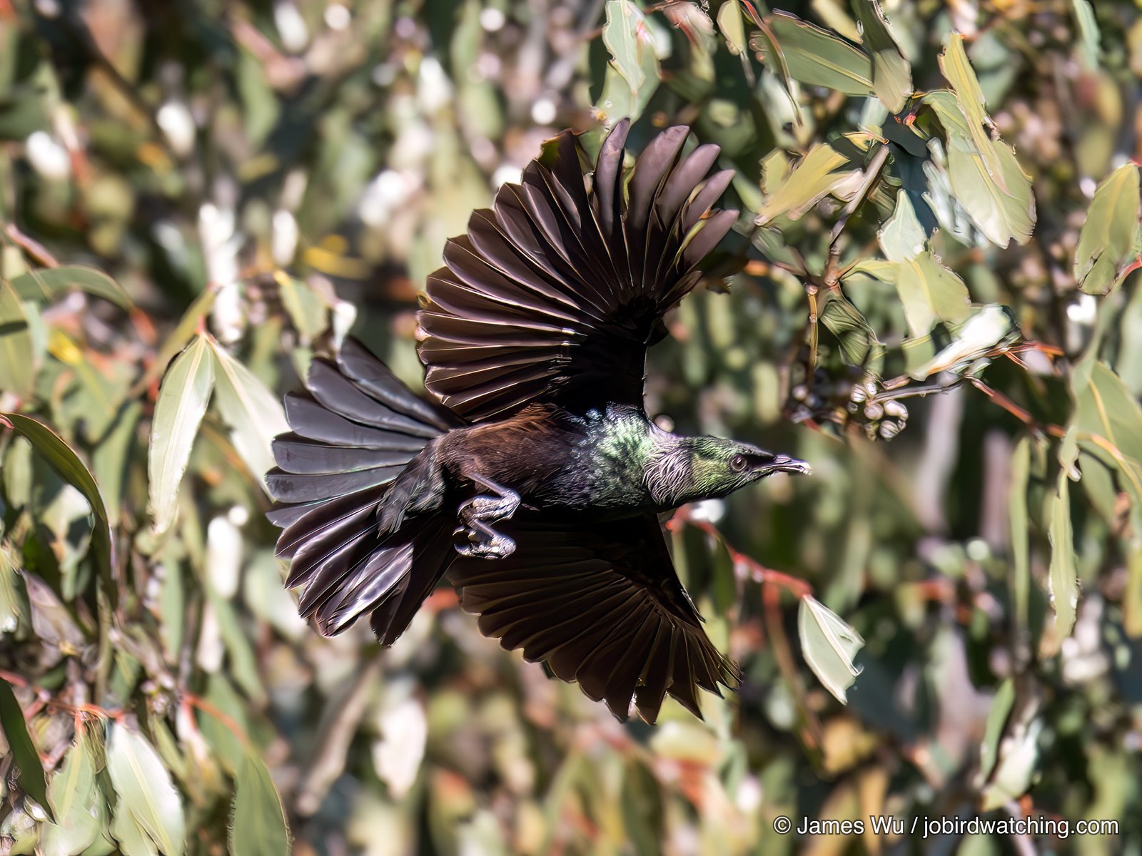 Tui