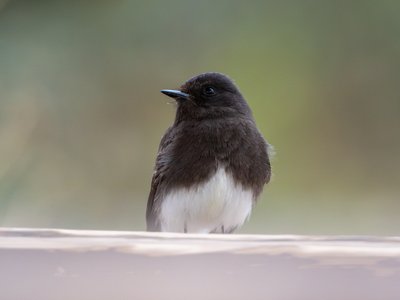 黑长尾霸鹟