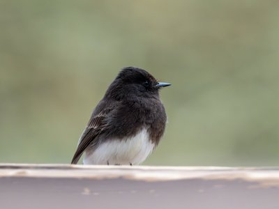 黑长尾霸鹟