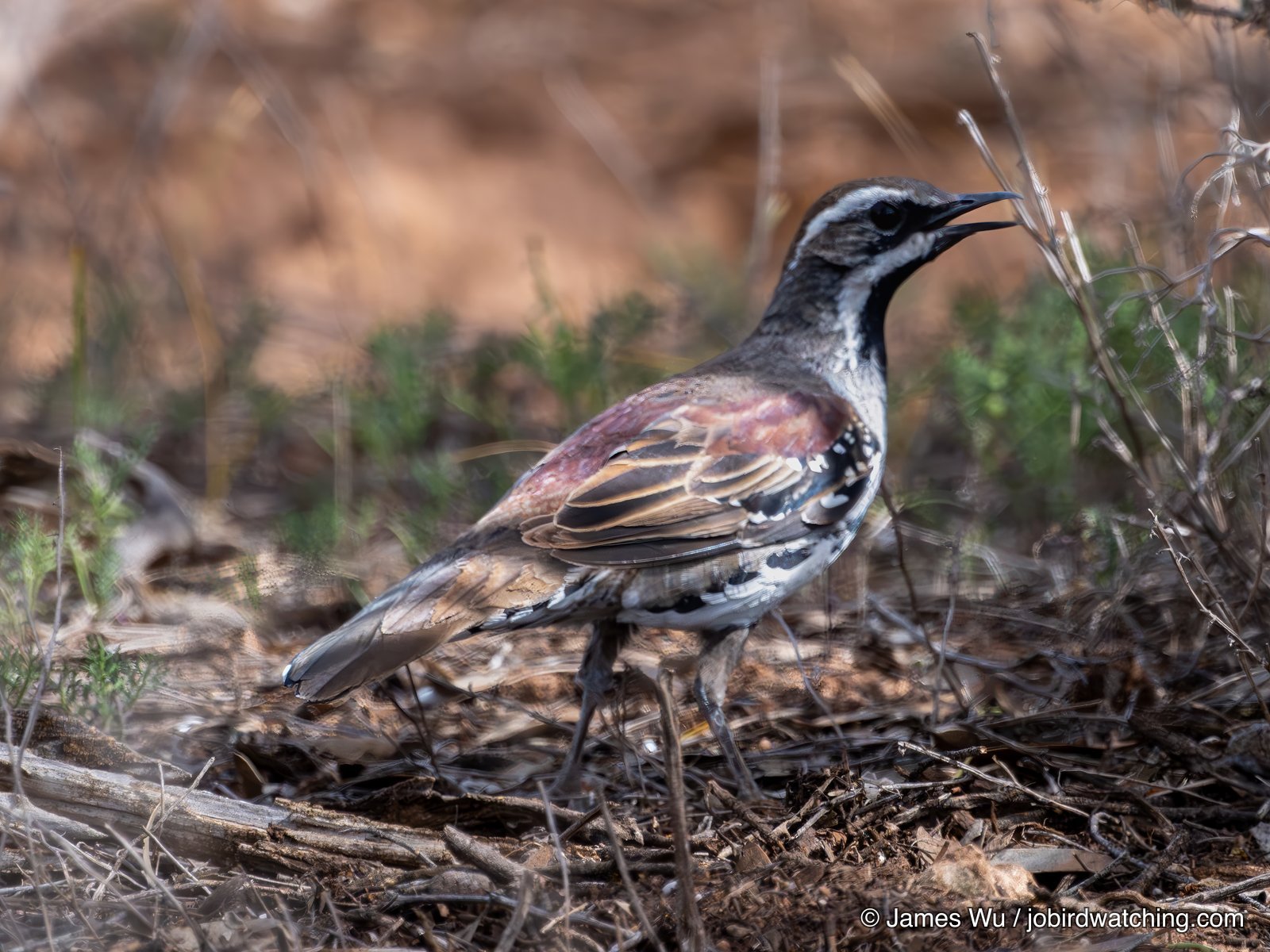 Chestnut Quail-thrush
