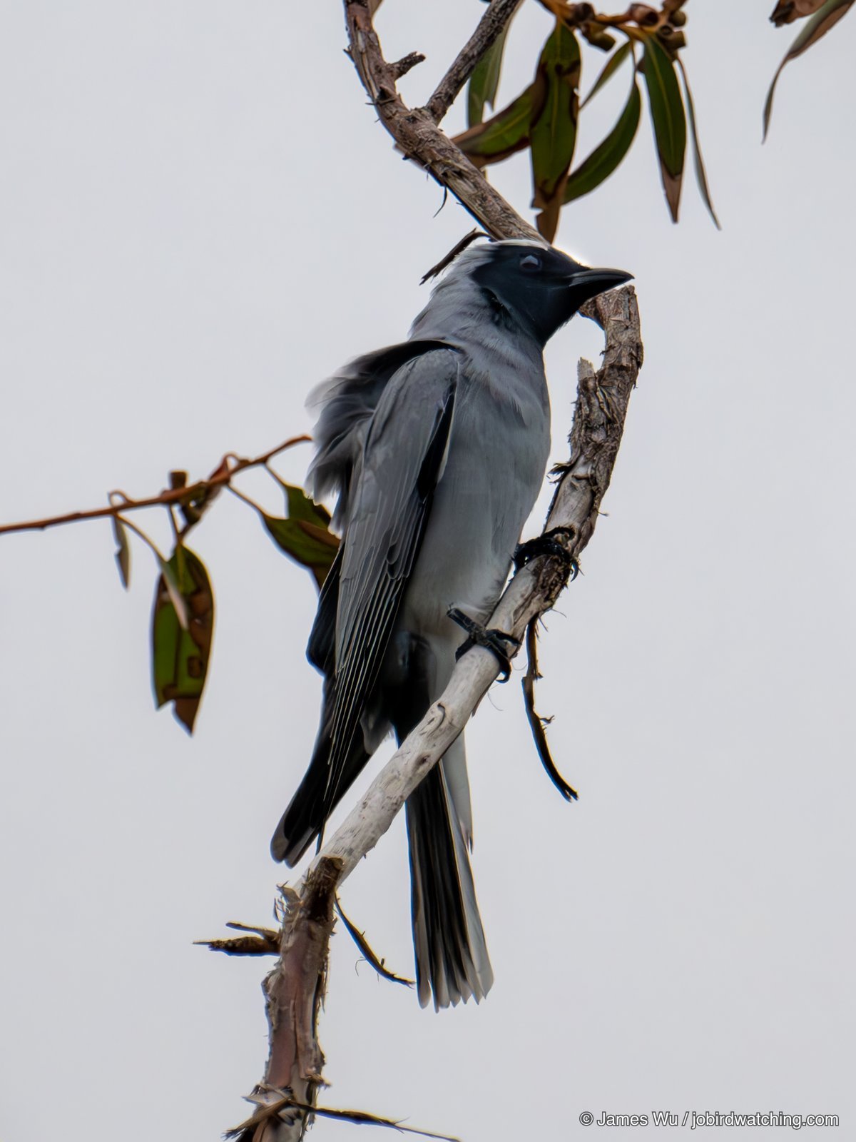 Black-faced Cuckooshrike