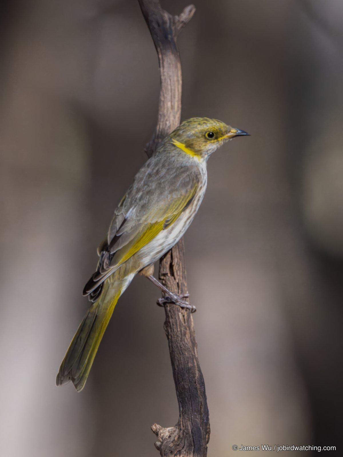 Yellow-plumed Honeyeater