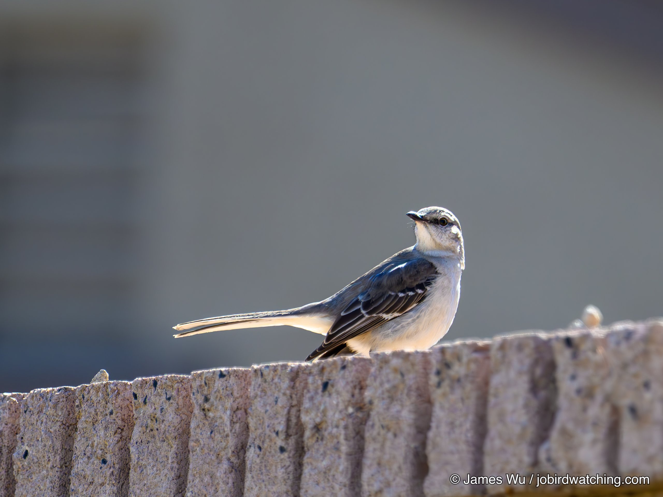 Northern Mockingbird
