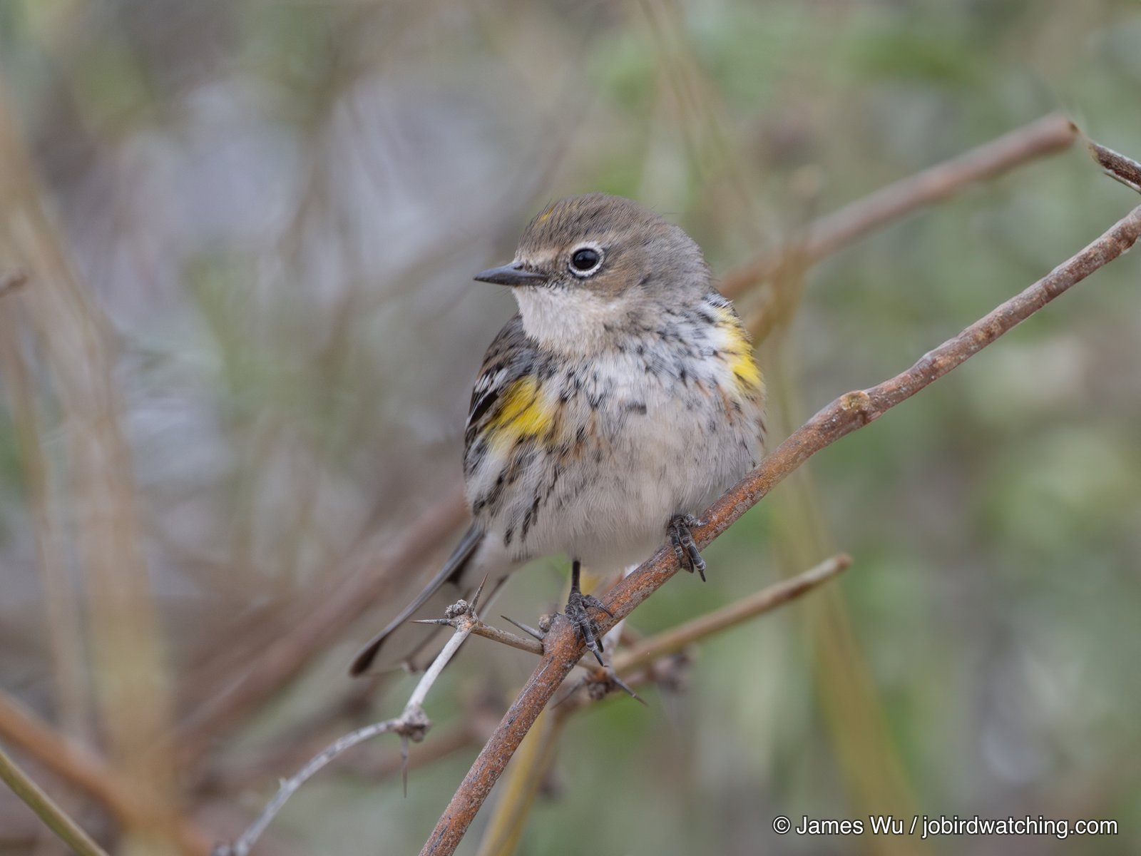 Myrtle Warbler