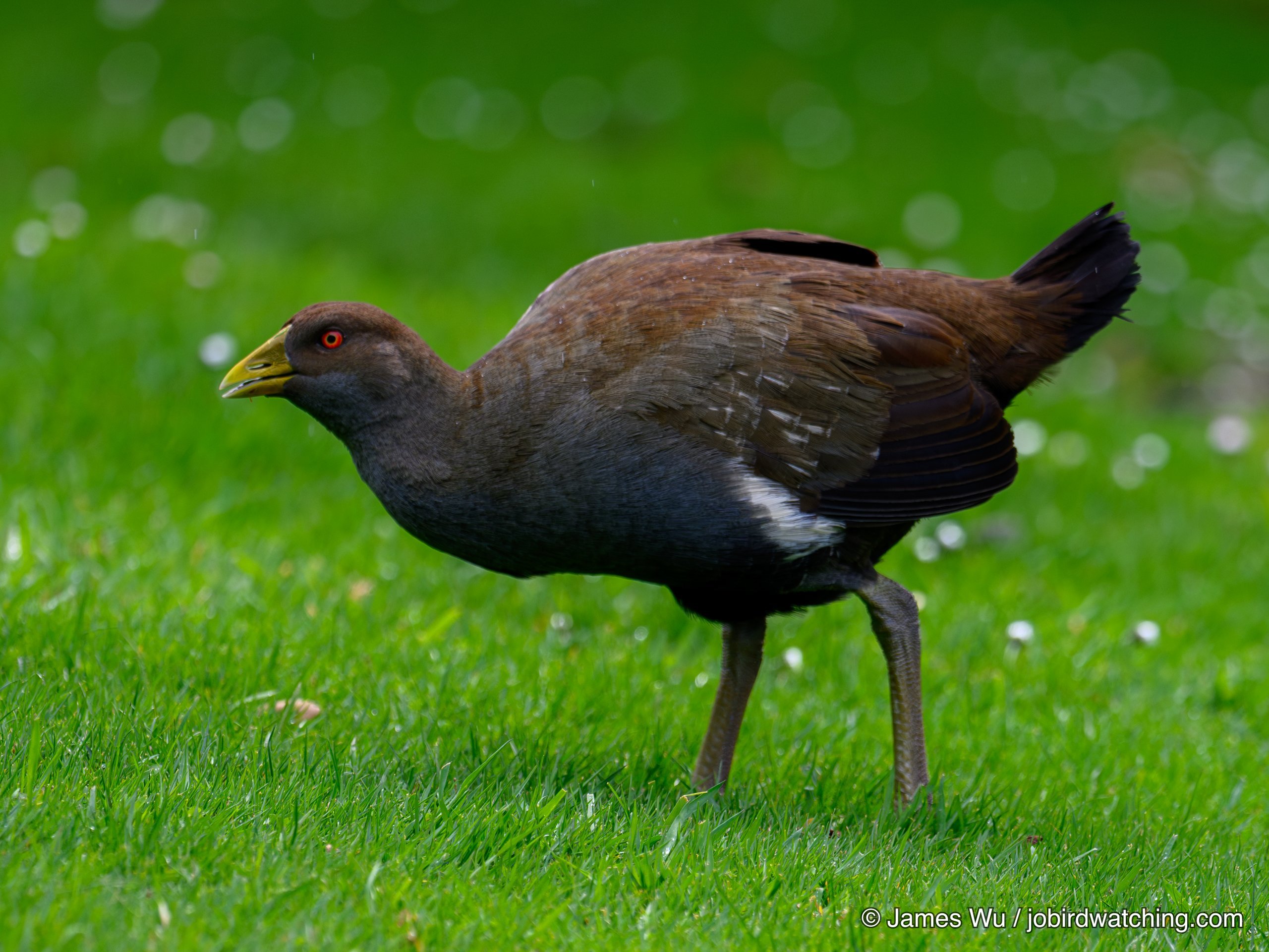 Tasmanian Nativehen