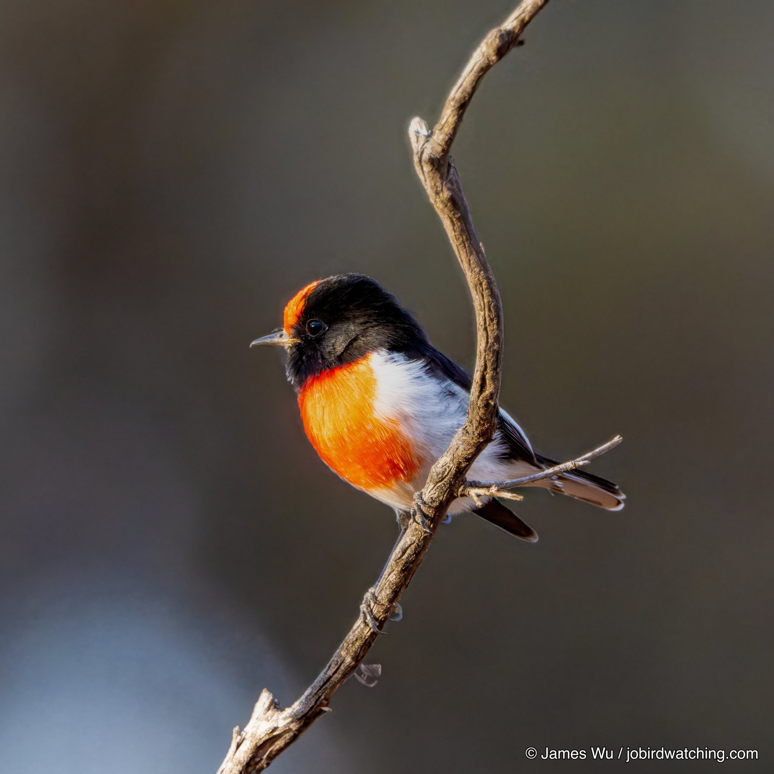 Red-capped Robin