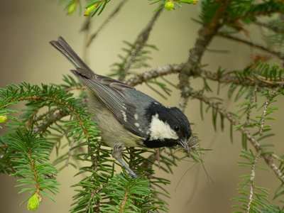 煤山雀