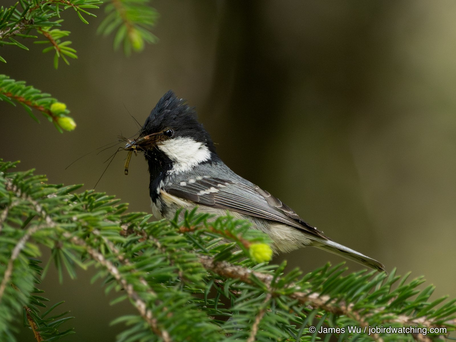 Coal Tit
