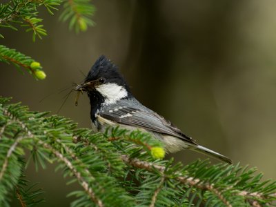 煤山雀