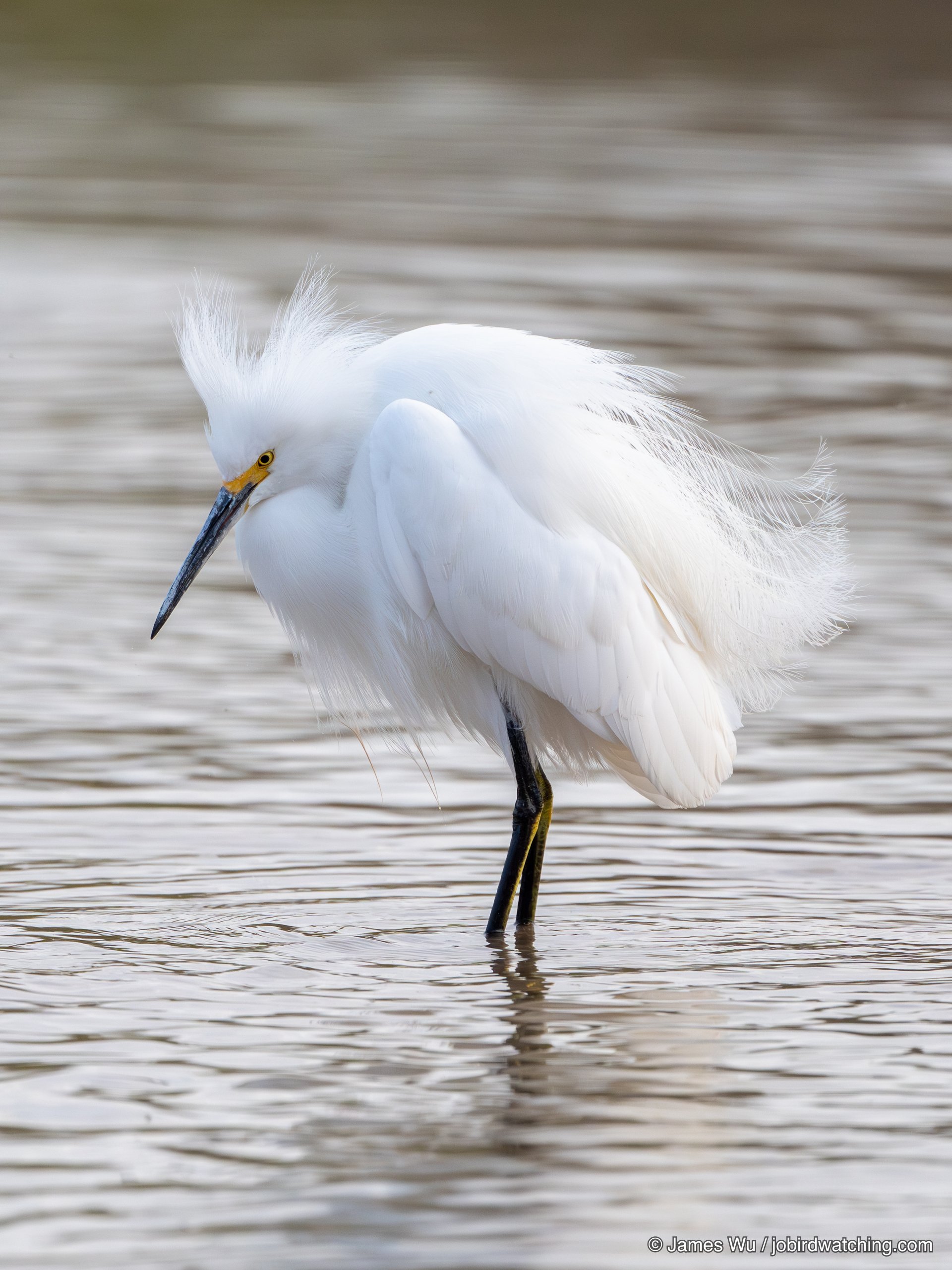 Snowy Egret
