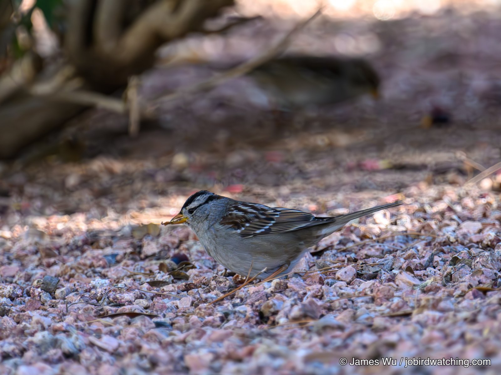 White-crowned Sparrow