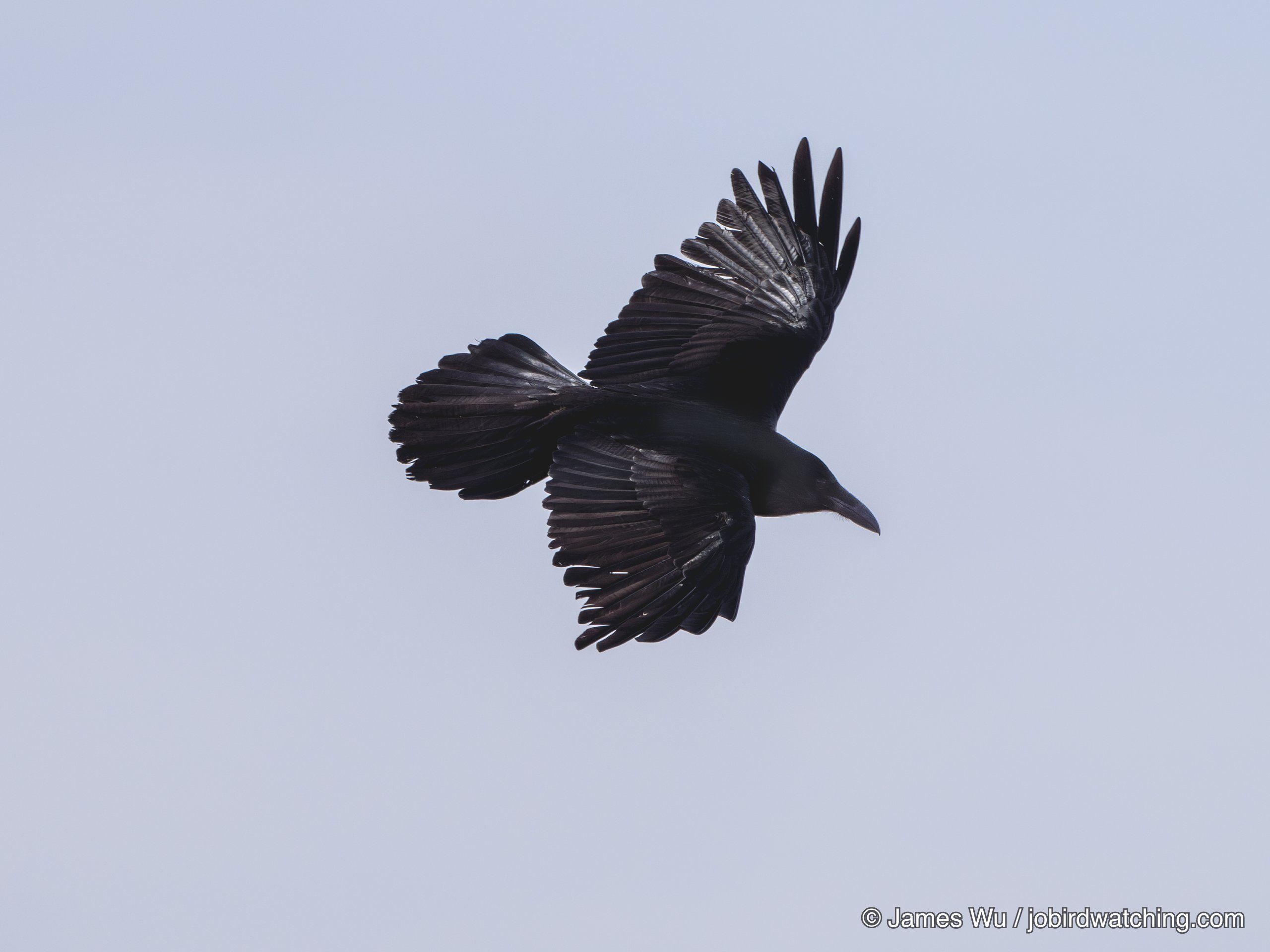 Northern Raven