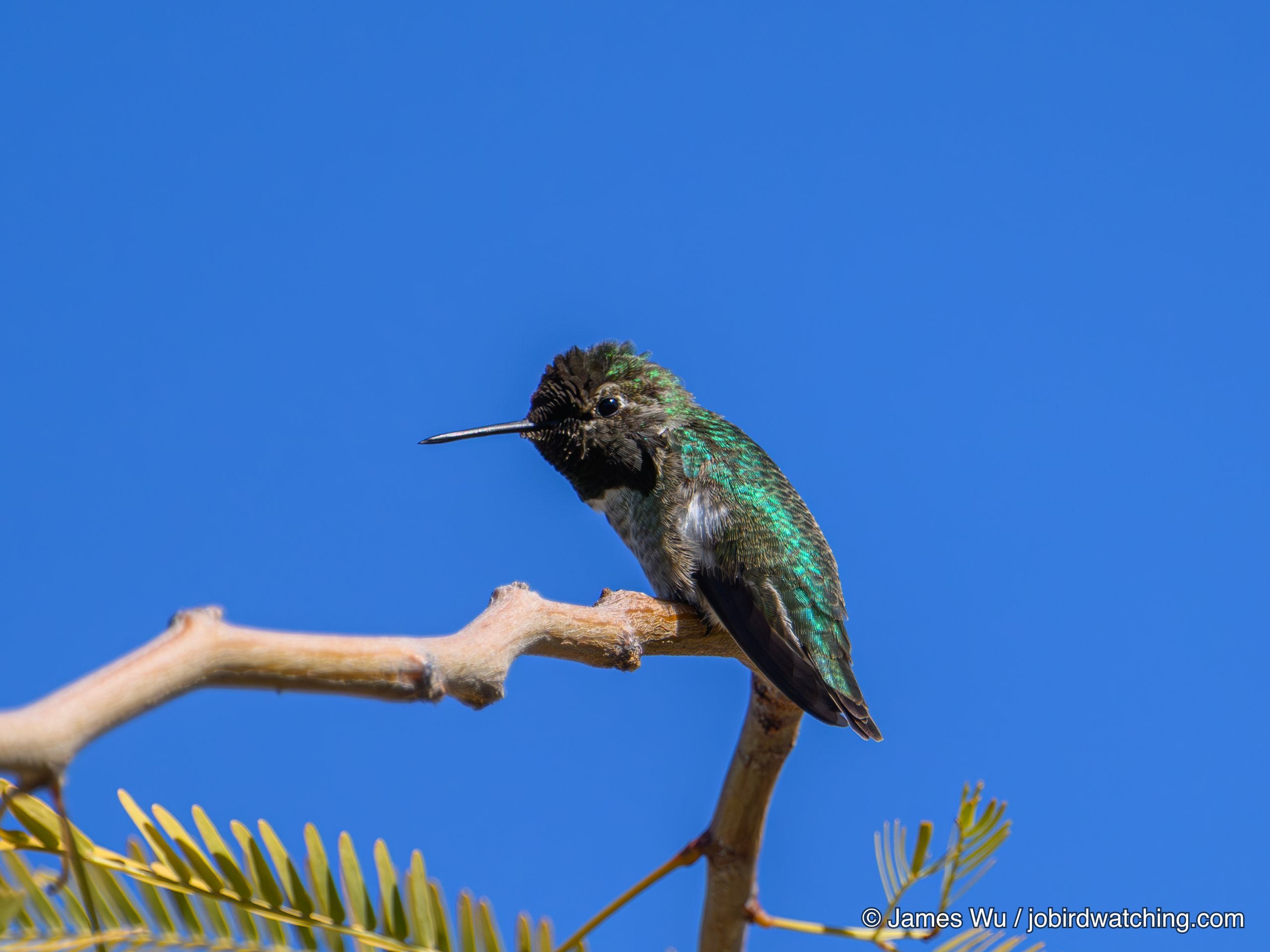 Anna's Hummingbird