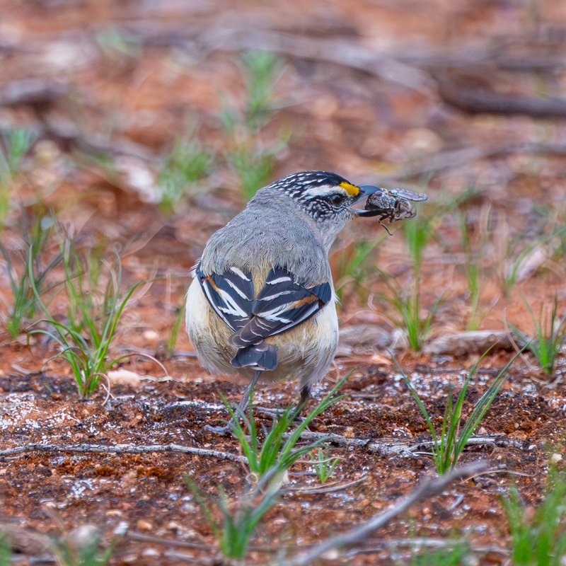 Striated Pardalote