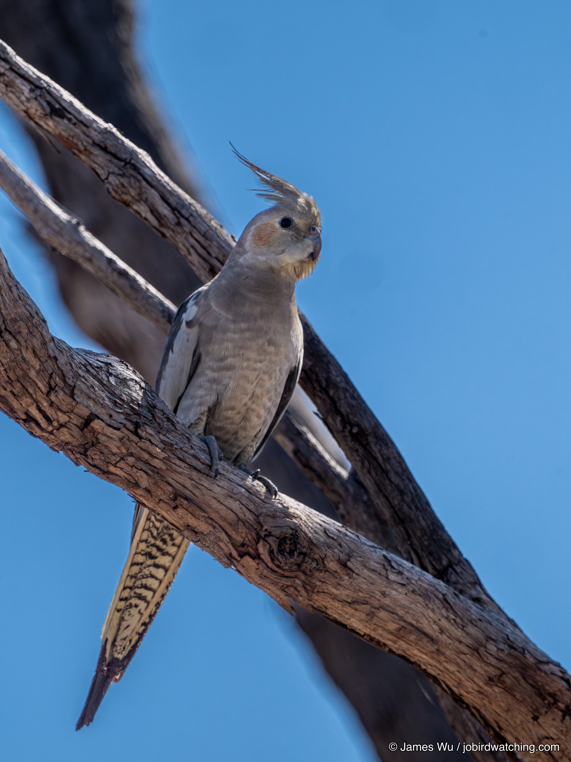 Cockatiel