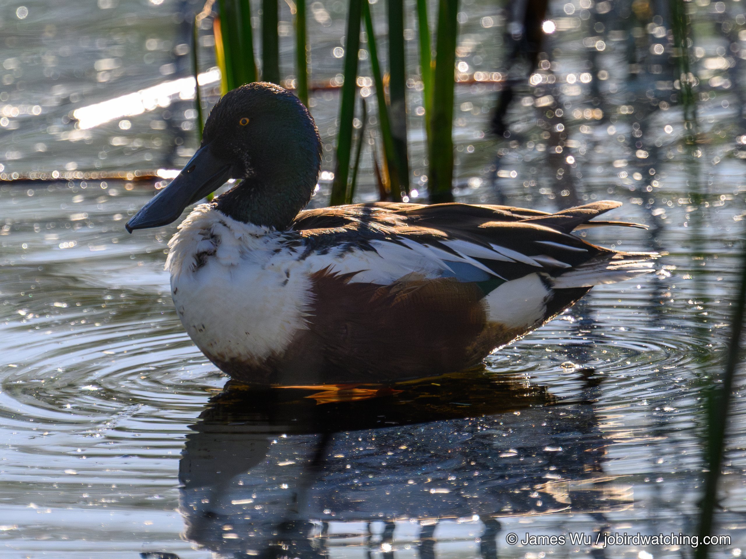 Northern Shoveler
