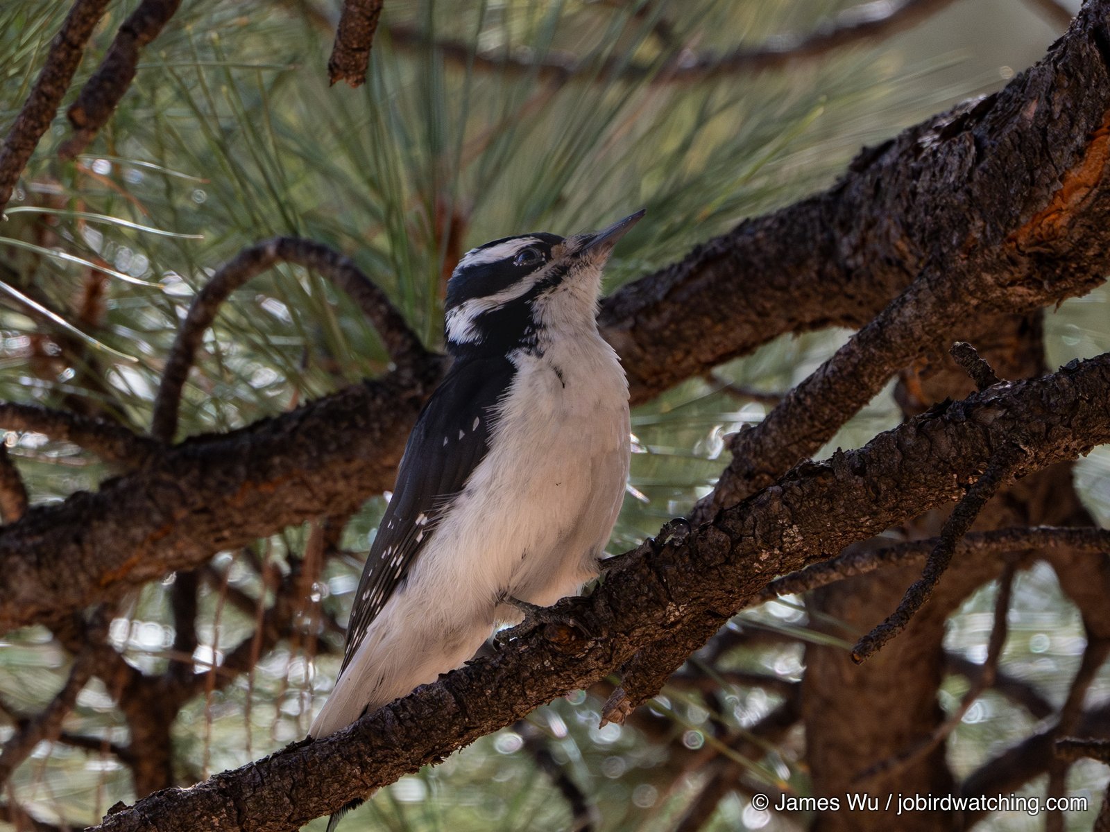 Hairy Woodpecker