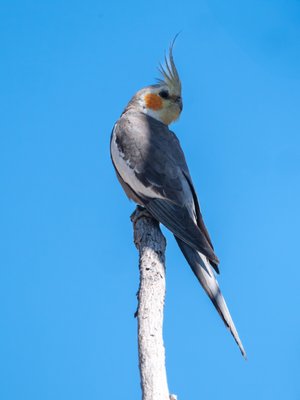 鸡尾鹦鹉