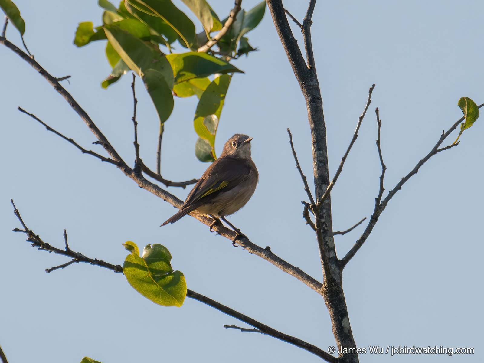Rufous-banded Honeyeater