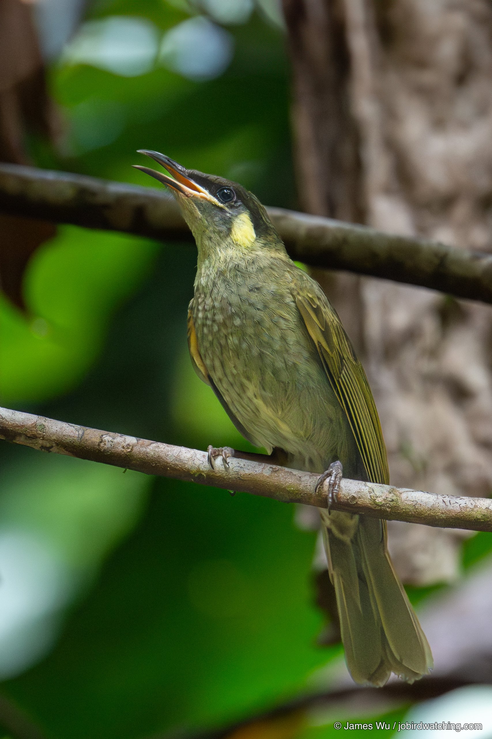 Yellow-spotted Honeyeater