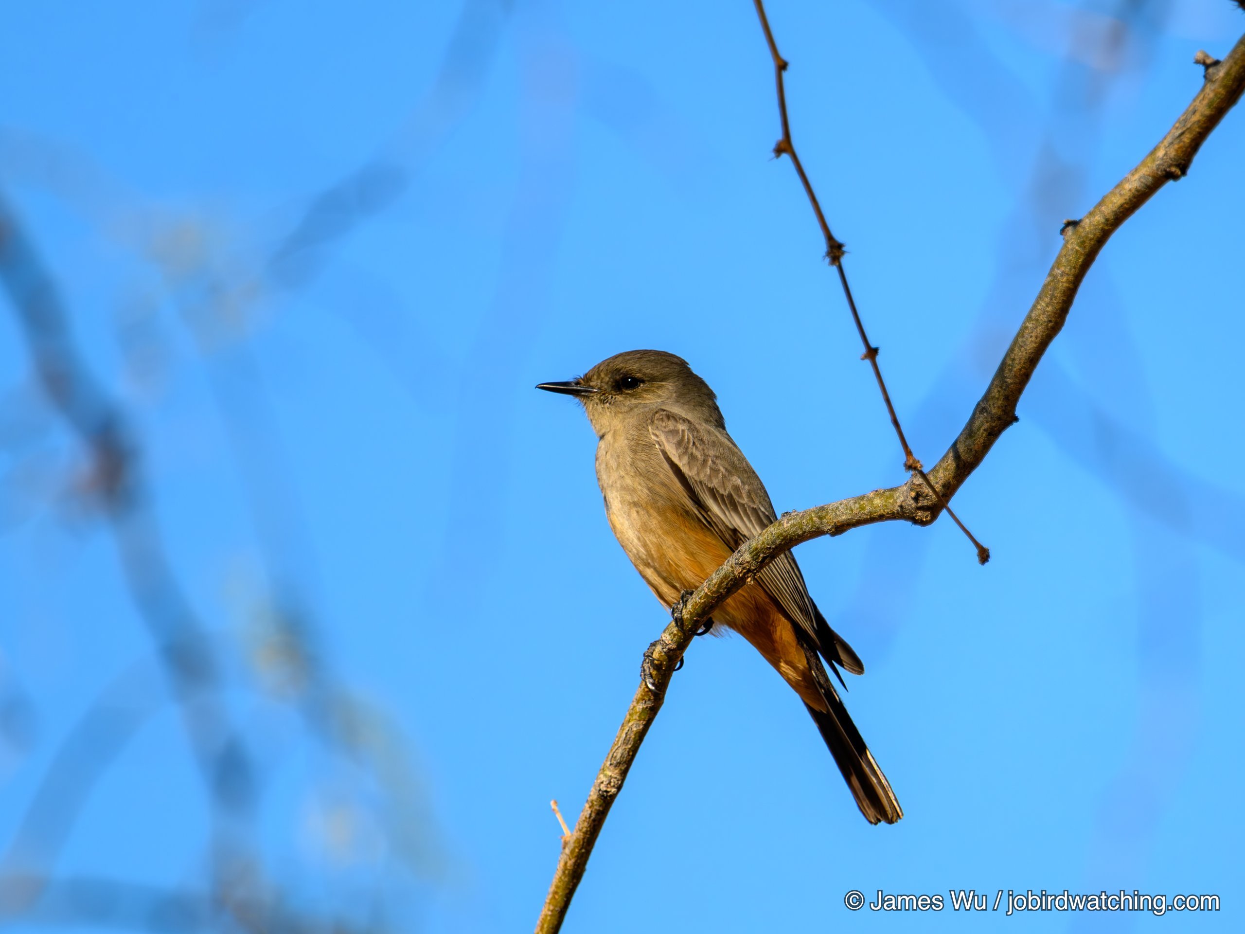 Say's Phoebe