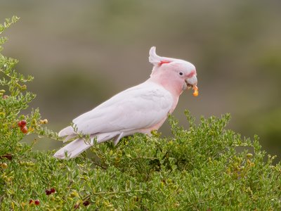 彩冠凤头鹦鹉