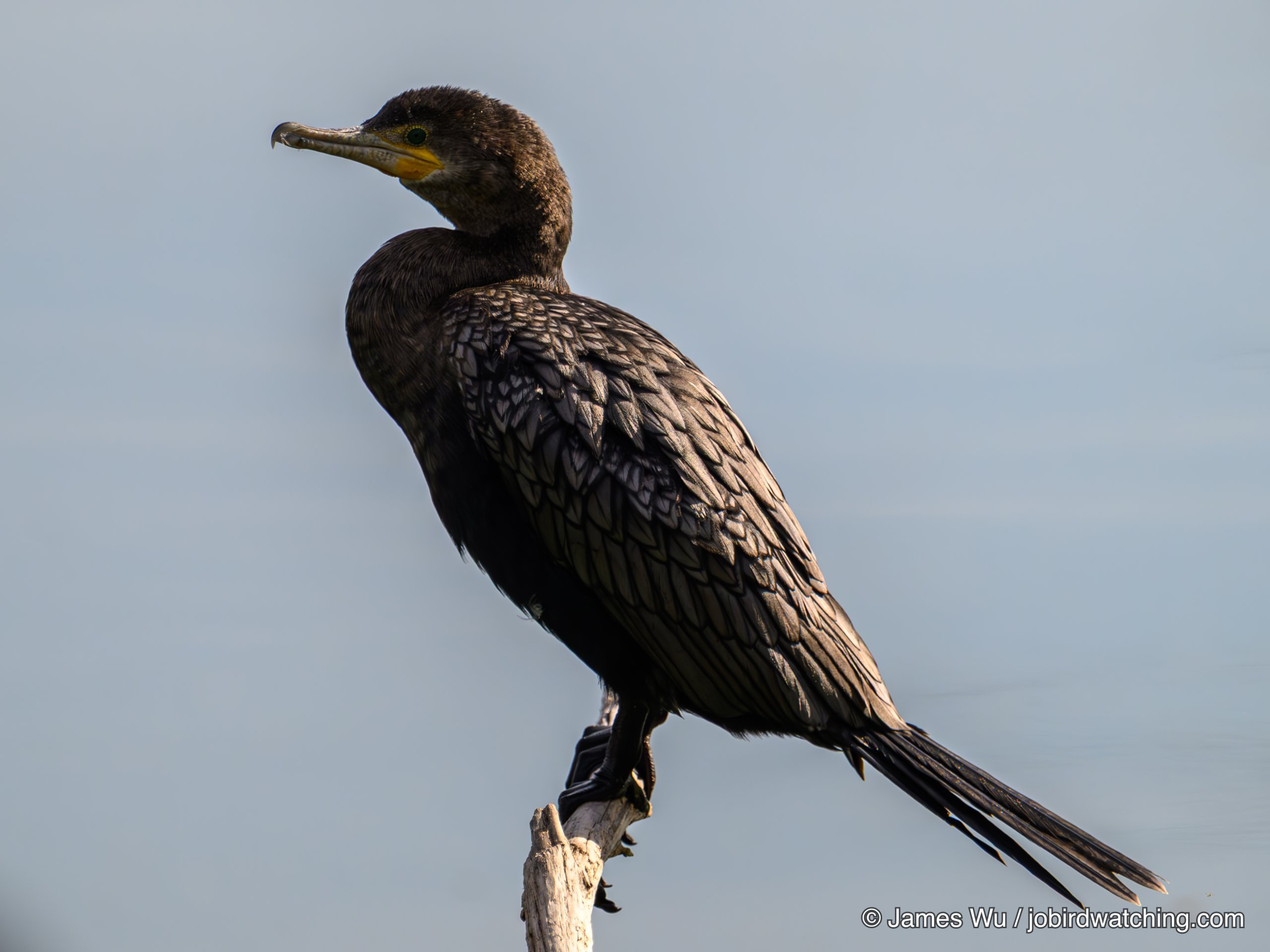 Neotropic Cormorant