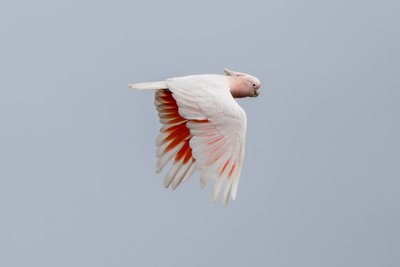 彩冠凤头鹦鹉