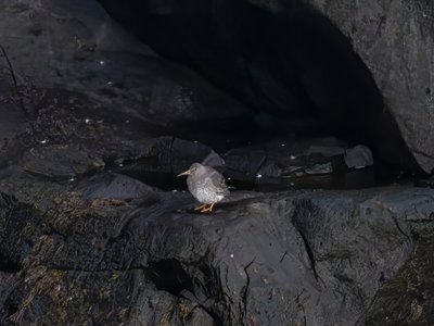 紫滨鹬