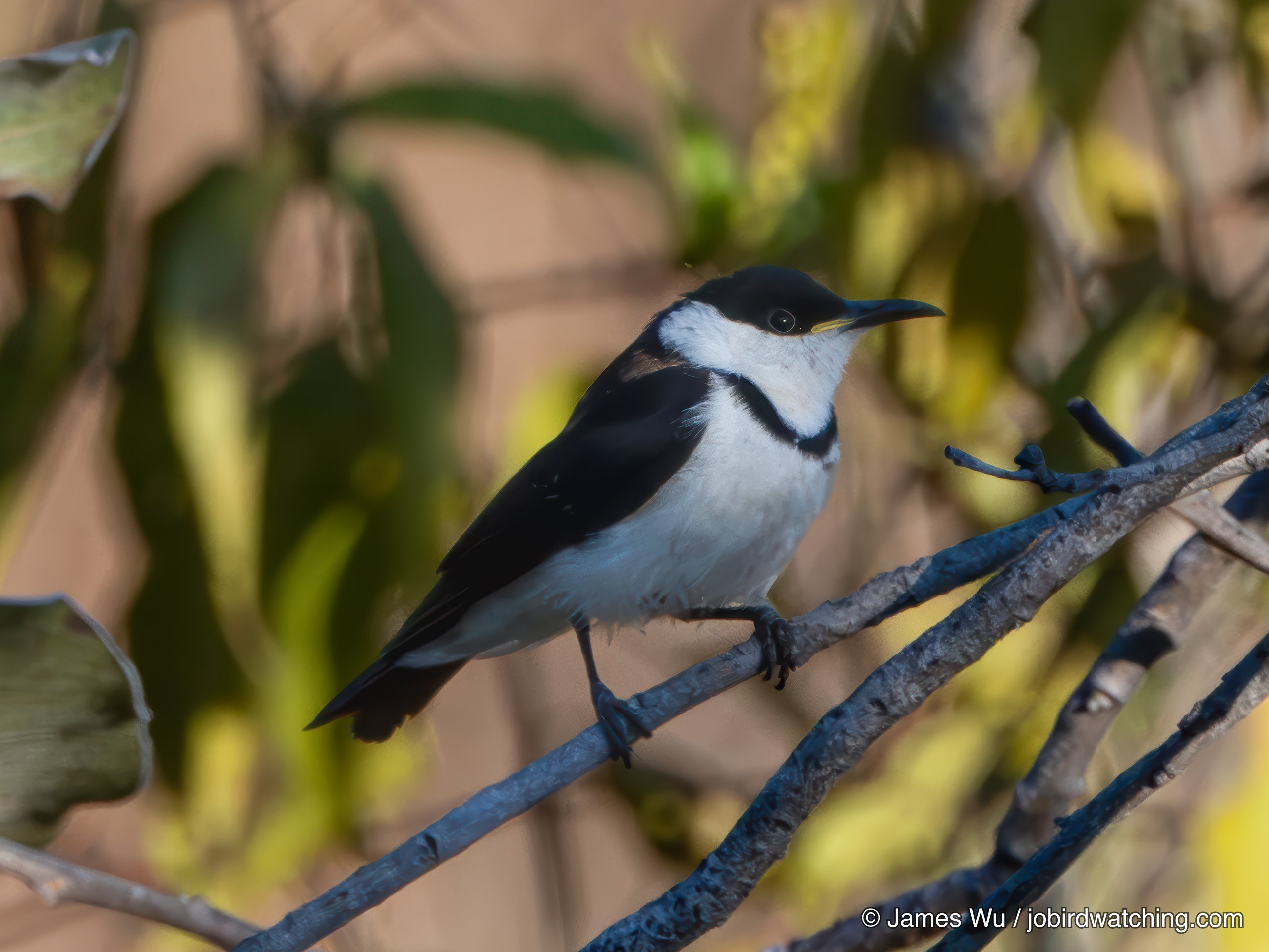 Banded Honeyeater