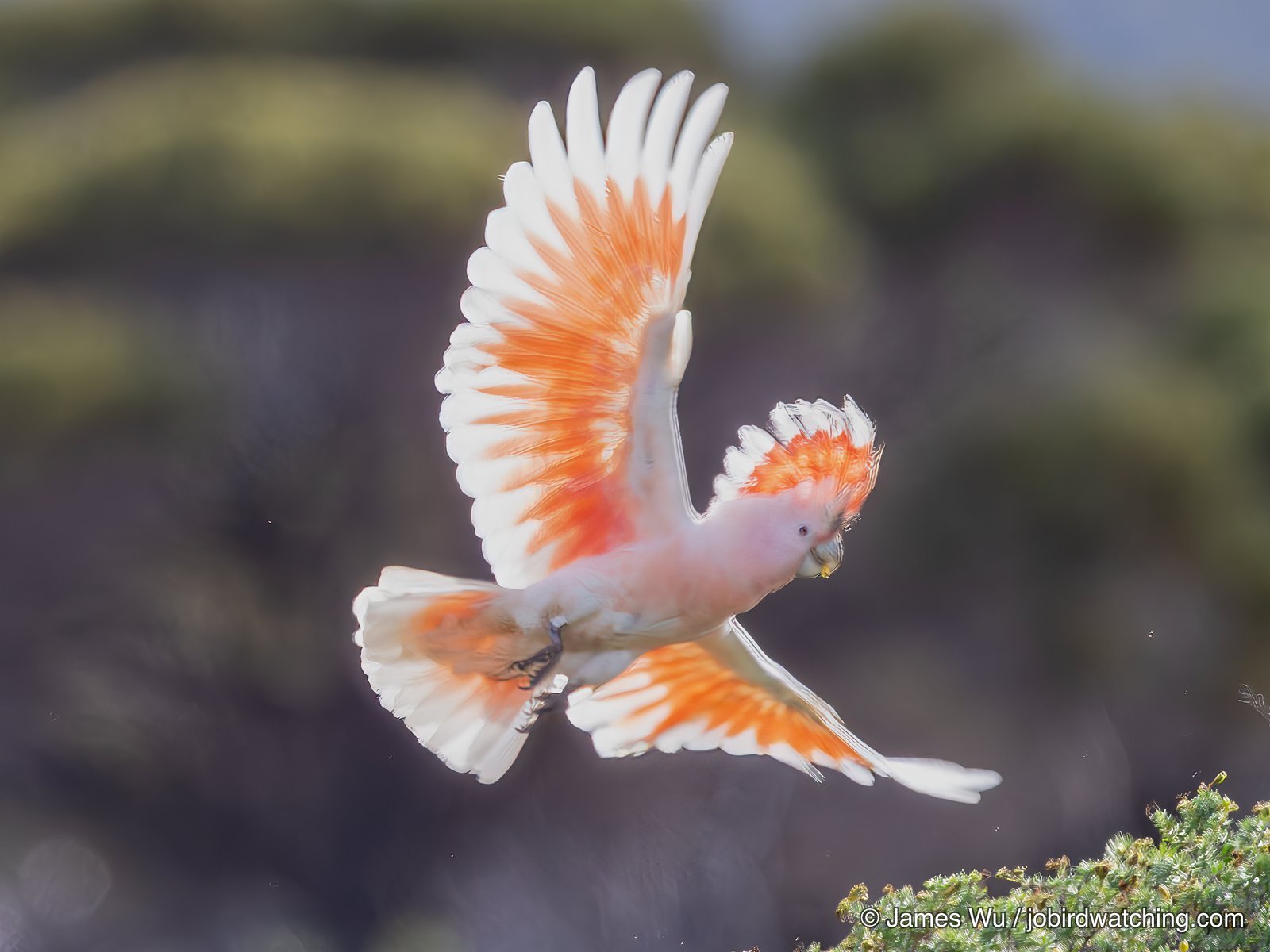 Pink Cockatoo