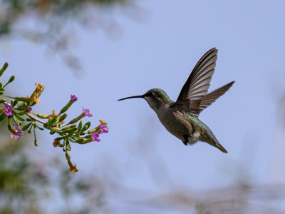 科氏蜂鸟