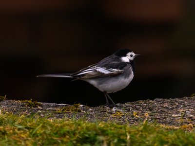 白鹡鸰