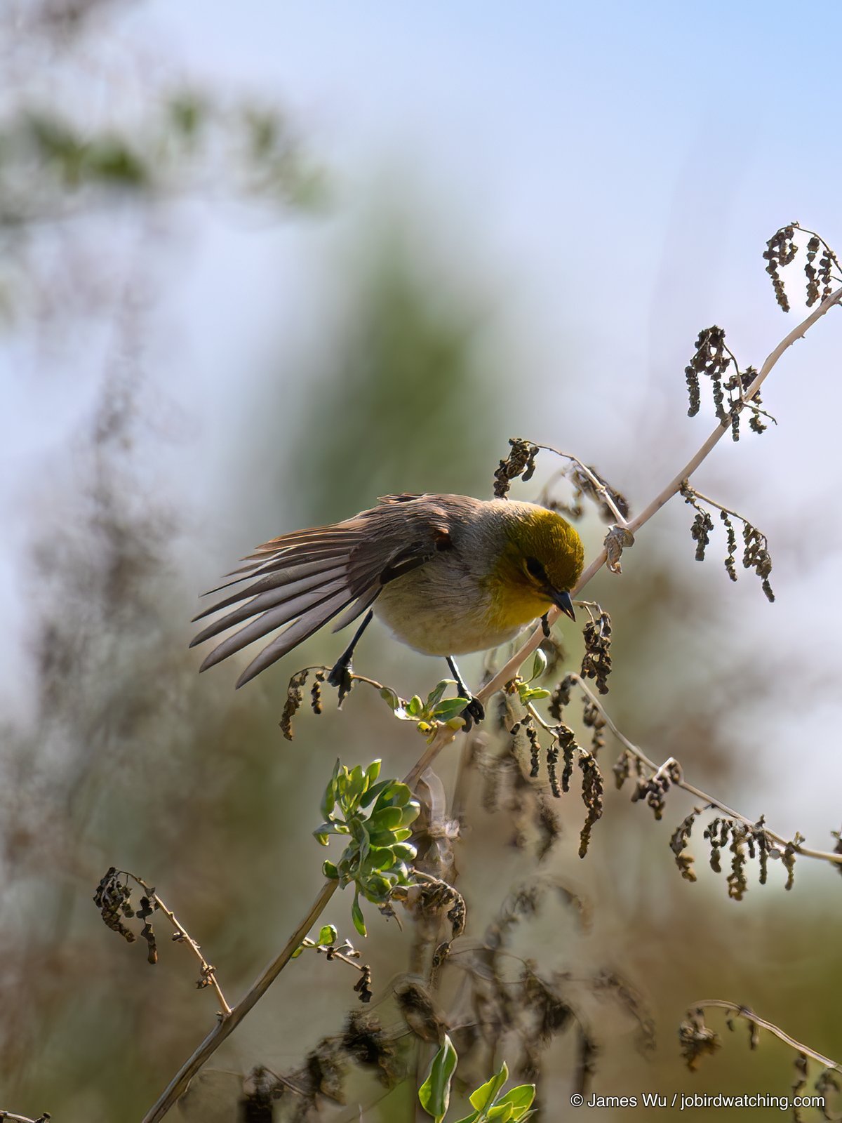Verdin