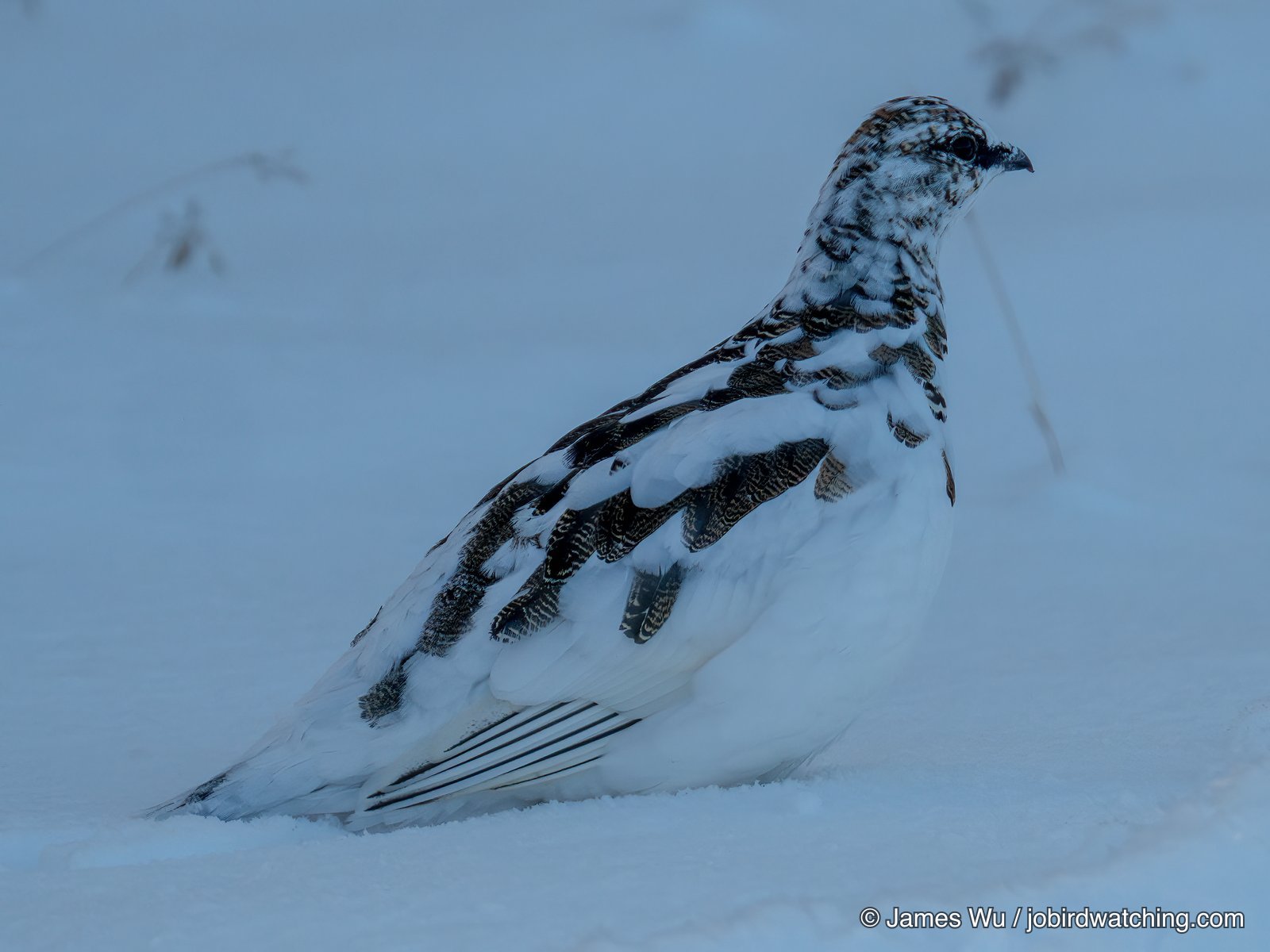 Rock Ptarmigan