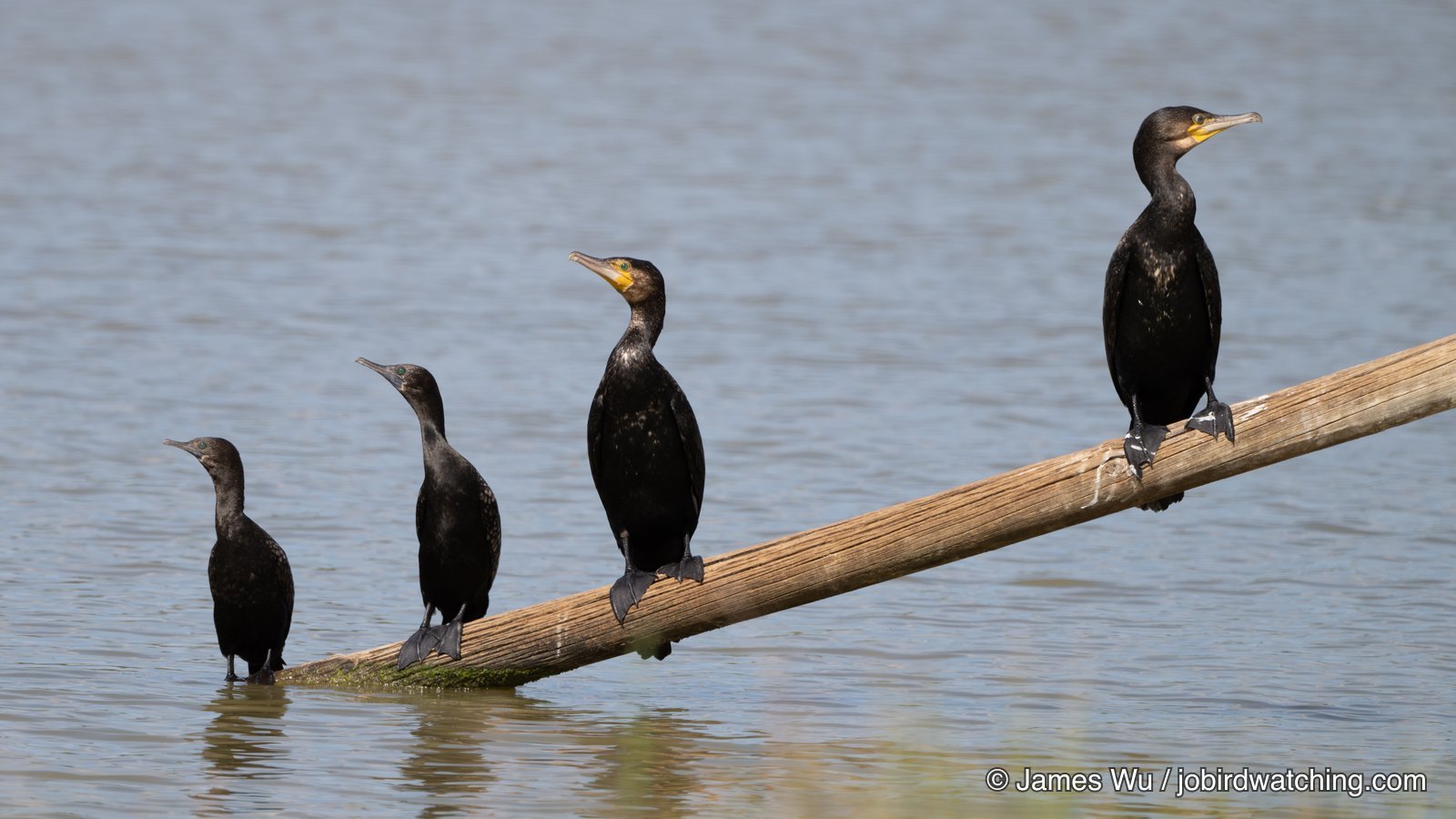 Great Cormorant