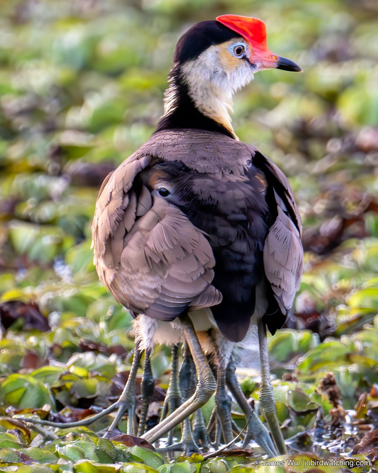 冠水雉