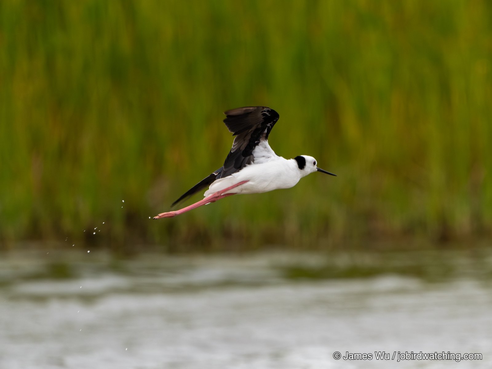 Pied Stilt