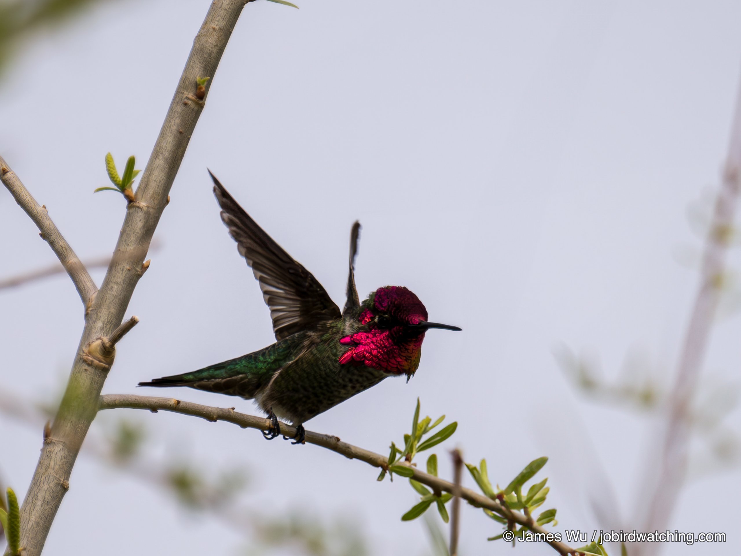 Anna's Hummingbird