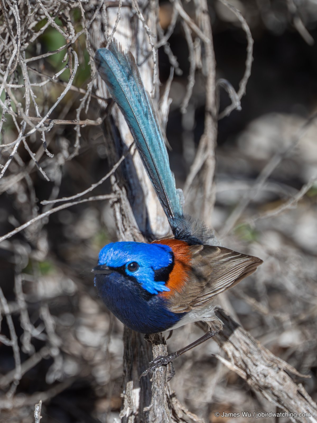 Blue-breasted Fairywren