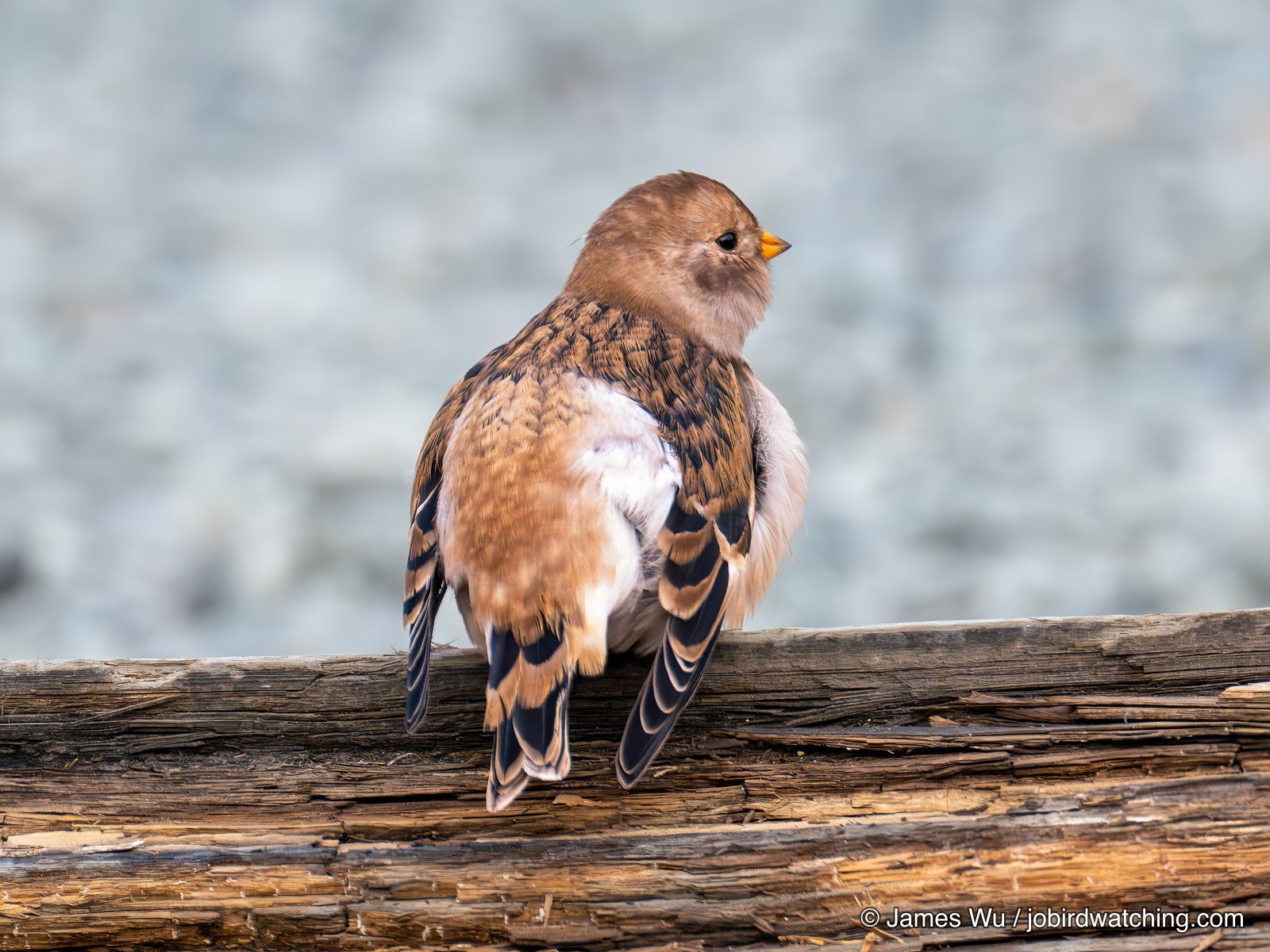 Snow Bunting
